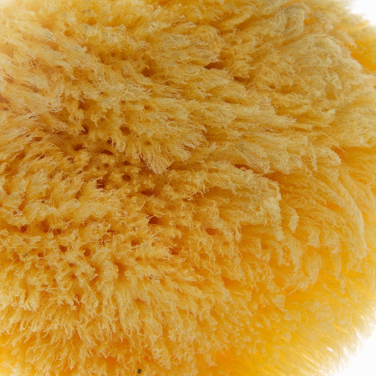 Babyjem natural sea sponge / naturel